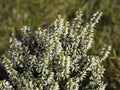 Close up white heath briar Calluna vulgaris with dew drops Royalty Free Stock Photo