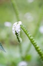 White Heliotropium indicum flower in nature garden