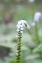 White Heliotropium indicum flower in nature garden