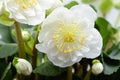 Close-up of white hellebore flower blooming