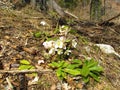 Close up of white hellebore (Helleborus niger Royalty Free Stock Photo