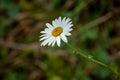 White camomile flower with a green background Royalty Free Stock Photo