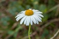 White camomile flower with a green background Royalty Free Stock Photo