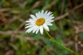 White camomile flower with a green background Royalty Free Stock Photo