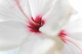 Close up white hibiscus rose Hibiscus rosa-sinensi