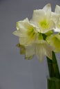 Close up white hippeastrum flowers in vase isolate on a light gray background, greeting card or concept Royalty Free Stock Photo