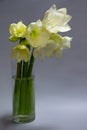 Close up white hippeastrum flowers in vase isolate on a light gray background, greeting card or concept Royalty Free Stock Photo