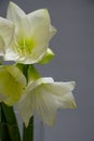 Close up white hippeastrum flowers in vase isolate on a light gray background, greeting card or concept Royalty Free Stock Photo