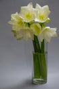 Close up white hippeastrum flowers in vase isolate on a light gray background, greeting card or concept Royalty Free Stock Photo