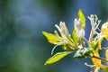 Close up White Honeysuckle Lonicera caprifolium flowers; green, blurry background