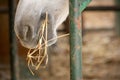 Close Up of White Horse Eating Hay Royalty Free Stock Photo