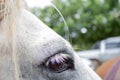 Close up of white horse eye on sunny day Royalty Free Stock Photo