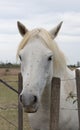 Close Up of a White Horse Facing the Camera