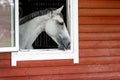 Close-up of a white horse looking out from his stall window. Horizontal photo, there is free space for text Royalty Free Stock Photo
