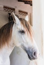 Close-up, a white horse in the paddock. Royalty Free Stock Photo