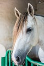 Close-up, a white horse in the paddock. Royalty Free Stock Photo