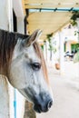 Close-up, a white horse in the paddock. Royalty Free Stock Photo