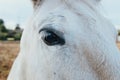 Close-up of a white horse`s eye looking intently at the camera Royalty Free Stock Photo