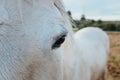 Close-up of a white horse`s eye looking intently at the camera Royalty Free Stock Photo