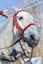Close-up of white horse's head with harness against blue sky summer time. horse riding Royalty Free Stock Photo