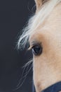 Close-up of the white horse& x27;s eye. Long yellow mane on a dark background Royalty Free Stock Photo