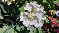 Close up of White hydrangea flowers Royalty Free Stock Photo