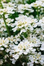 Close-up of white iberis flowers. Flower background. Selective focus