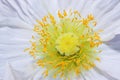 Close up of a white Iceland poppy (Scientific name papaver nudicaule) Royalty Free Stock Photo