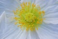 Close up of a white Iceland poppy (Scientific name papaver nudicaule) Royalty Free Stock Photo