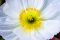 Close up of a white Iceland poppy Royalty Free Stock Photo