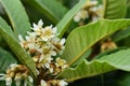 Close up of the white, inconspicuous flowers of the medlars that grow on the tree between leaves in Sicily in November