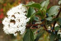 Close-up of a white inflorescence of decorative lanthanum viburnum on a thin twig with leaves