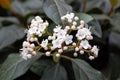 Close-up of a white inflorescence of decorative lanthanum viburnum on a thin twig with leaves