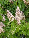 Close-up of the white inflorescences of a chestnut tree Royalty Free Stock Photo