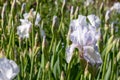 Close up of white iris flower in the sun, photographed at Eastcote House Gardens, London Borough of Hillingdon, UK Royalty Free Stock Photo