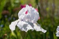 Close up of white iris flower in the sun, photographed at Eastcote House Gardens, London Borough of Hillingdon, UK Royalty Free Stock Photo