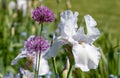 Close up of white iris flower in the sun, photographed at Eastcote House Gardens, London Borough of Hillingdon, UK Royalty Free Stock Photo