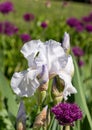 Close up of white iris flower in the sun, photographed at Eastcote House Gardens, London Borough of Hillingdon, UK Royalty Free Stock Photo