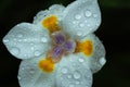 Close-up of White Iris Flower with Water Drops, Seminole, Florida Royalty Free Stock Photo