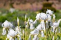 Close up of white iris flowers in the sun, photographed at Eastcote House Gardens, London Borough of Hillingdon, UK Royalty Free Stock Photo