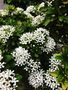 Close up of white ixora flower,White Rubiaceae Flowers, beautiful white ixora flower bouquet Royalty Free Stock Photo