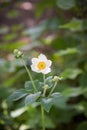 White japanese anemone blossom in summer garden against dark background Royalty Free Stock Photo