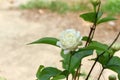 close up white Jasmine flower with blur background Royalty Free Stock Photo