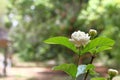 close up white Jasmine flower with blur background Royalty Free Stock Photo