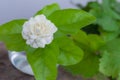Close up white jasmine flower for mom, on wooden table Royalty Free Stock Photo