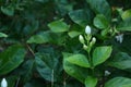 Close-up of white jasmine flowers organically grown by Thai farmers.