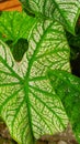 Close up of white keladi leaves texture