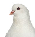 Close-up of a White King Pigeon Royalty Free Stock Photo