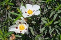 Close up of white labdanum. Green leaves