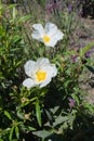 Close up of white labdanum. Green leaves